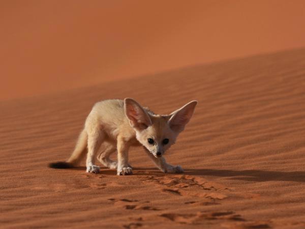 Desert Holiday Jaisalmer Dış mekan fotoğraf