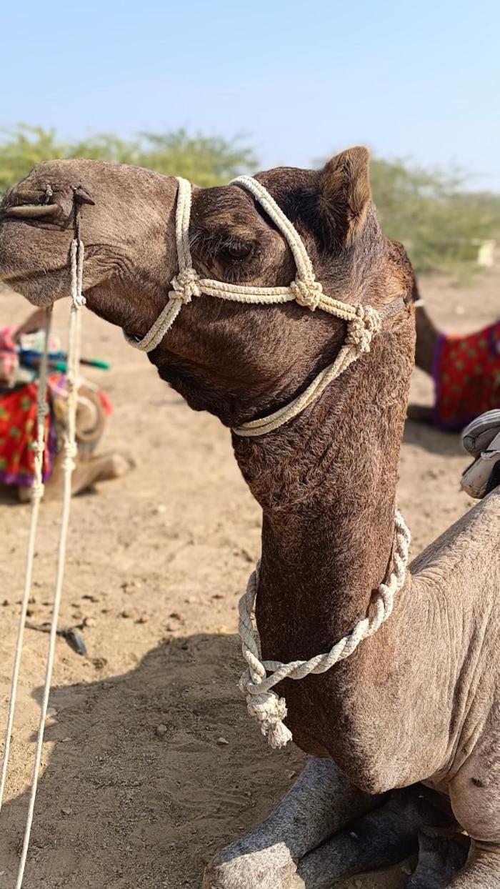 Desert Holiday Jaisalmer Dış mekan fotoğraf